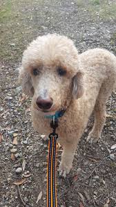 Dog Walking And Pet Sitting Beautiful Poodle In Birsbane Pet Sitting Services Pets Dog Walking
