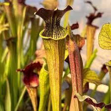 Image result for Melhania prostrata