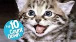 Top 10 Most Expensive Cat Breeds in the World 2020 ...