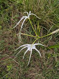 Image result for Ismene narcissiflora