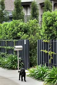 Podocarpus Falcatus Hecke Bougainvillea Trainiert Zu Edelstahldrahten Auf Bougainvillea Edelsta Modern Fence Design Privacy Fence Designs Garden Fence