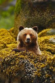 Follow the vibe and change your wallpaper every day! Iphone Wallpaper Grizzly Bear Canada British Columbia Grizzly Bear Iphone Xr 640x960 Wallpaper Teahub Io