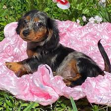Browse thru thousands of dachshund dogs for adoption near lincolnton, north carolina, usa area, listed by dog rescue organizations and individuals, to find your match. Pin On My Saves