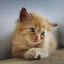 Kittens Look Like Toddlers Socute And Adorable Do You Agree Cats Cat Catlover Catlovers Catsoninstagram Cats Cat Quotes Cool Cat Trees