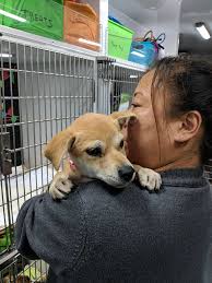 Pets Alive! San Antonio promotes holiday adoptions