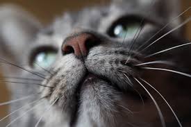 ‪How Long Do Cats Live? Breeds And Life Expectancy - Cloud 9 Vets‬‏