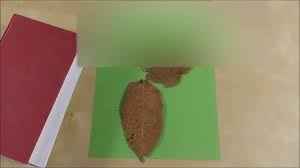 Der herbst ist die schönste bastelzeit: Basteln Im Herbst Mit Naturmaterialien Youtube