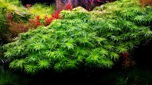 Image result for Syngonanthus angolensis