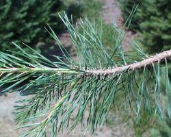 Then, notice the average length of the needles. Pine Fir Or Spruce Tree News