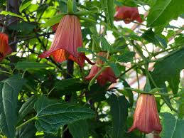 Image result for Canarina