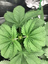 Some growers just pinch through the growing tip, however we recommend that you use a sharp, sterile blade whenever cutting your plant. Example Of The Fim Technique Overgrow Com