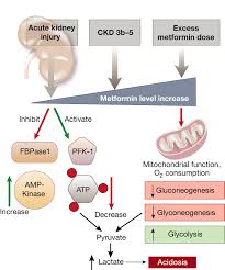 Once activated by increases in amp:atp and adp:atp ratios (indicative of cellular energy balance being compromised), ampk acts to Metformin In Chronic Kidney Disease A Strong Dose Of Caution Kidney International