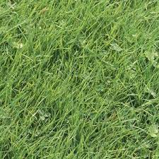 Your 6 Step Organic Lawn Plan Organic Lawn Organic Lawn Care Lawn Care Tips