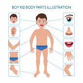 Anatomy Chart For Kids Poster Id 99285668