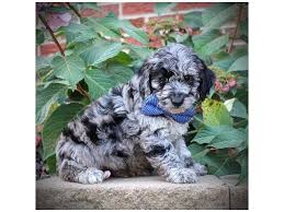 They make excellent house dogs, interact well with children, and get along with other animals. Visit Our Mini Goldendoodle Puppies For Sale Near Franklin Wisconsin