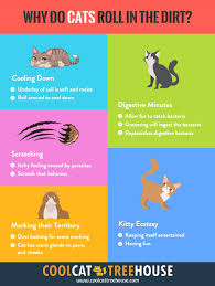 Along with these traits, it is also true that cats roll in dirt when they choose to do so. Why Do Cats Roll In The Dirt Cool Cat Tree House Cat Roll Cool Cat Trees Funny Cartoon Pictures