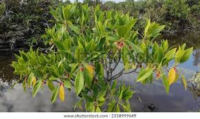 Image result for Bruguiera