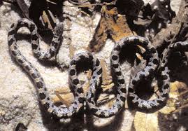 Image result for Sorghastrum fuscescens