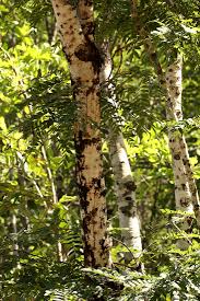 Image result for Brachystegia utilis