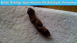 ruyada kedi pisligi gormenin psikolojik yorumu youtube