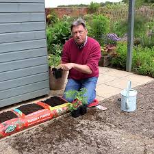 How To Grow Tomatoes Growing Tomato Plants Growing Tomatoes Garden Bags