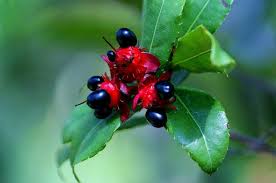Image result for Ochna barbosae