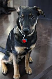 Black And Tan Hound Lab Mix I Want German Shepherd Mix Anatolian Shepherd Dog German Shepherd Lab Mix