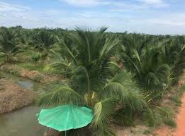 Benih kelapa matag f2 terpilih untuk dijual. Anim Agro Technology Tanam Kelapa Wangi Di Thailand