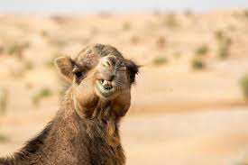 Camel face images | asymmetric camel's face in camel market (souq), wholesale. 2 332 Funny Camel Face Photos Free Royalty Free Stock Photos From Dreamstime