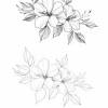Tatoo vorlage hibiskus kostenlos : 1