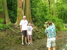 They are cultivated in other parts of the united states, but they aren't as robust in other areas. Rainbow Eucalyptus Tree See Rainbow Trees On Maui Tour