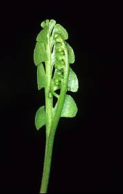 Image result for Ophioglossaceae