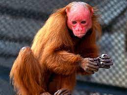 Monkey Business Uakari Rainforest Animals Bizarre Animals