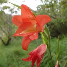 Image result for Inversodicraea