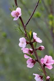 Check spelling or type a new query. Hd Wallpaper Spring Peach Blossom Copy Flower Cherry Blossom Flowers Wallpaper Flare