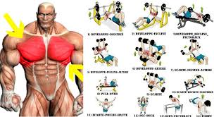 Human anatomy for muscle, reproductive, and skeleton. Top Chest Muscle Building Exercises How To Get Pecs Quickly All Bodybuilding Com
