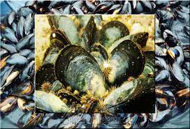 Beruntungnya, zat besi di dalam kerang cukup tinggi, bahkan melebihi daging. Kerang Kupang Biota Dunia Perairan