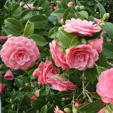 Camellia Japonica Mrs Tingley Chinese Rose Plants Garden Shrubs Flowers