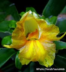 Image result for Polystachya melanantha