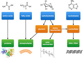 Properties Of Polymers Boundless Chemistry