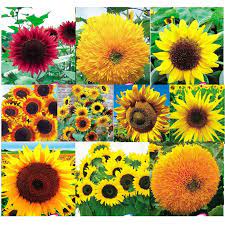 Jual beli biji bunga matahari 1 kg online terlengkap, aman & nyaman di tokopedia. Harga Bunga Matahari Terbaik Perlengkapan Rumah Juni 2021 Shopee Indonesia