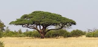 Image result for Acacia erioloba