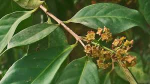 Tanaman pandan ini bisa ditanam di mana saja, termasuk di polybag ataupun pot di taman minimalis depan rumah atau taman minimalis belakang rumah. Rutin Minum Air Rebusan Daun Salam Rasakan 9 Manfaat Ini Termasuk Singkirkan Lemak Tubuh Halaman All Serambi Indonesia