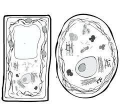 We did not find results for: Plant Animal Cell Organelles Diagram Quizlet