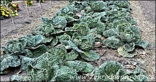 Image result for hlávková kapusta