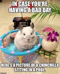 15 Encouragement Memes That Will Surely Uplift Your Day Sayingimages Com Chinchilla Cute Chinchilla Pet Chinchilla Funny
