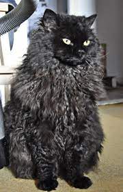 Cybergata Cats Memes New Mexico Pretty Cats Cat Breeds Beautiful Cats