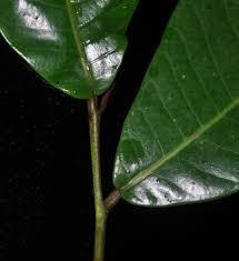 Image result for Pycnanthus