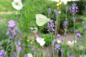 Check spelling or type a new query. Spring Summer Nature Flowers Butterfly The Sun Weather Lavender Meadow Garden Pxfuel