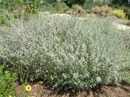 Image result for Salvia stenophylla